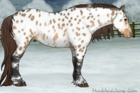 Horse Color:White Spotted Buckskin Dun Near Leopard 