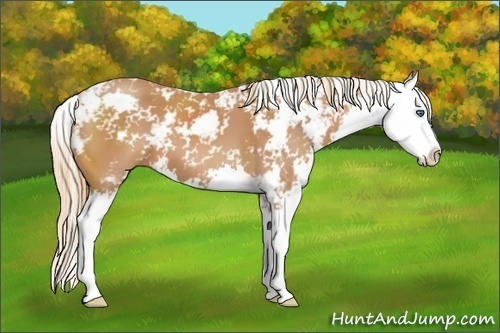 Horse Color:Chestnut Sabino Splash