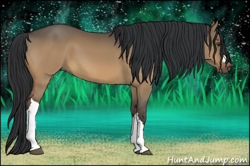 Horse Color:Bay Dun