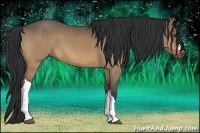 Horse Color:Bay Dun 