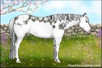 Horse Color:Black Sabino Splash