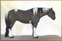 Horse Color:Black Tobiano