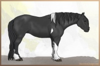 Horse Color:Black Tobiano 