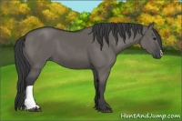 Horse Color:Grullo 