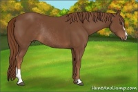 Horse Color:Chestnut Sabino Rabicano 