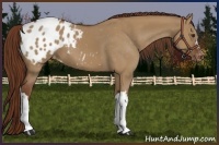 Horse Color:Red Dun Appaloosa 
