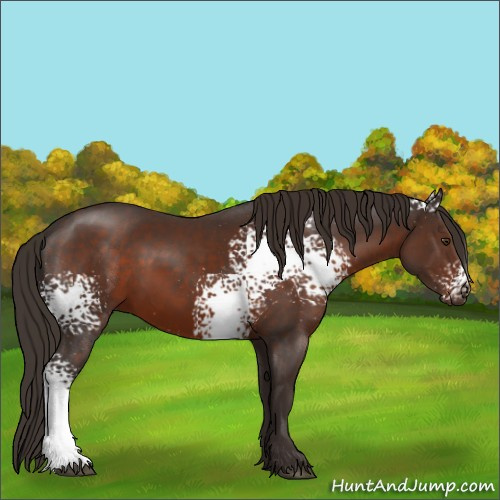 Horse Color:White Spotted Liver Chestnut