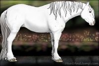 Horse Color:White Spotted Liver Red Dun Appaloosa 