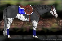 Horse Color:Black  and Black Splash 