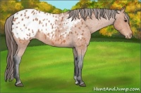 Horse Color:Bay Roan Appaloosa 