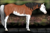 Horse Color:Bay Splash Rabicano 