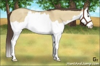 Horse Color:Classic Champagne Dun Splash 