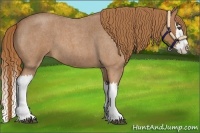 Horse Color:Red Roan Splash 