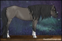 Horse Color:Grullo