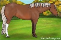 Horse Color:Silver Bay 