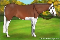 Horse Color:Silver Bay Splash 