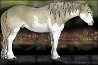 Horse Color:Liver Chestnut Splash 