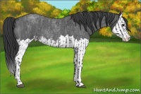 Horse Color:Blue Roan Sabino Splash and Blue Roan Sabino Splash