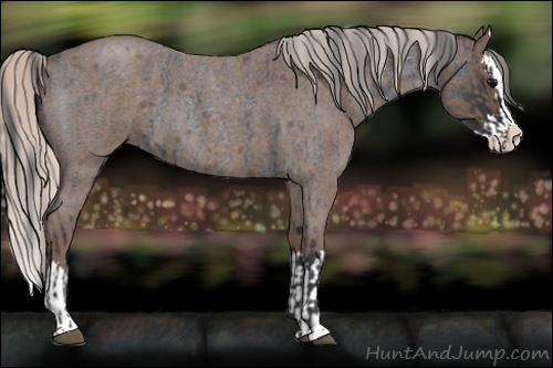 Horse Color:Blue Roan Sabino Splash and Silver Blue Roan Sabino Splash
