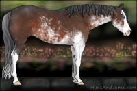 Horse Color:Brown Sabino Splash