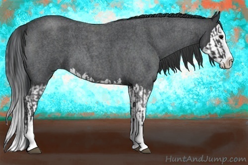 Horse Color:Blue Roan Sabino Splash  and Blue Roan Sabino Splash 