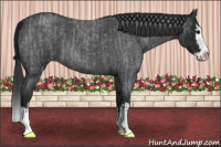Horse Color:Blue Roan Sabino Splash and Gray Blue Roan Sabino Splash