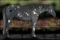 Horse Color:White Spotted Black 