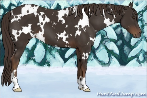 Horse Color:White Spotted Liver Chestnut 