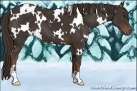 Horse Color:White Spotted Liver Chestnut 