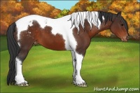 Horse Color:Brown Tobiano Blanket 