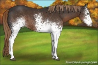 Horse Color:White Spotted Liver Chestnut 