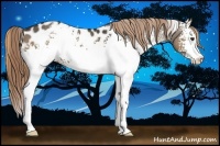Horse Color:White Spotted Liver Red Dun Sabino Appaloosa Rabicano
