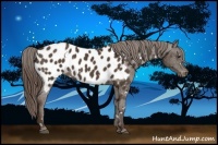 Horse Color:White Spotted Liver Chestnut Appaloosa Rabicano 