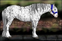 Horse Color:Blue Roan Sabino Splash  and Black Sabino Splash 