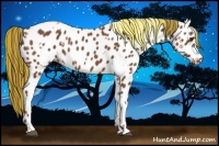 Horse Color:Painted White Spotted Chestnut Appaloosa Rabicano 