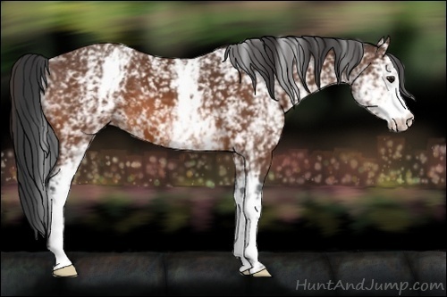 Horse Color:White Spotted Brown 