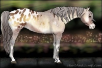 Horse Color:Bay Onyx Appaloosa 