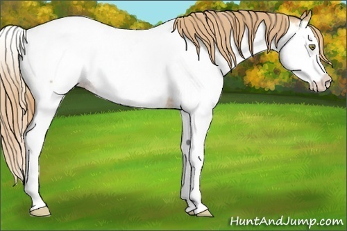 Horse Color:Gold Champagne Splash Near Fewspot 