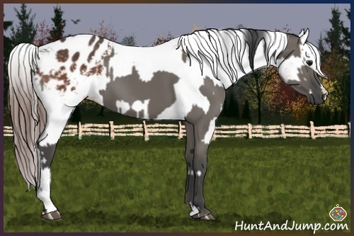 Horse Color:Smoky Grullo and Brown Appaloosa