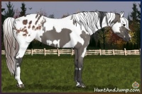 Horse Color:Smoky Grullo and Brown Appaloosa