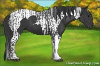 Horse Color:Black and Black Tobiano