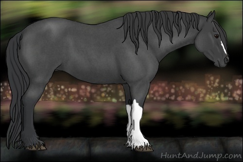 Horse Color:Blue Roan 