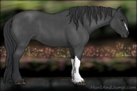 Horse Color:Blue Roan 