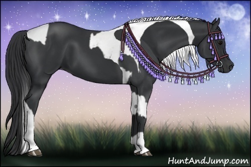 Horse Color:Black and Black Tobiano