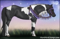 Horse Color:Black and Black Tobiano
