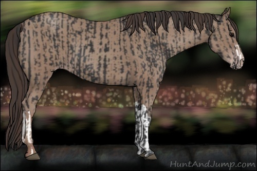 Horse Color:Black  and Classic Champagne 