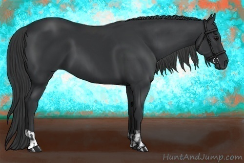 Horse Color:Black  and Black 