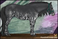 Horse Color:White Spotted Black  and Black 
