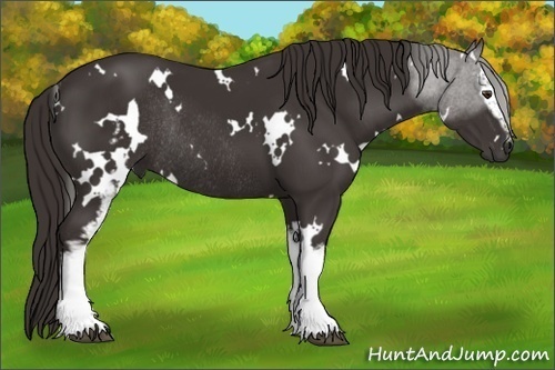Horse Color:White Spotted Liver Chestnut Rabicano 