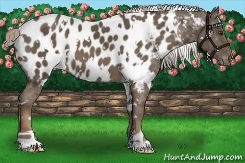 Horse Color:White Spotted Chocolate Palomino Appaloosa